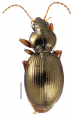 Mecyclothorax pitohitiensis Liebherr, 2013