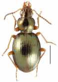 Mecyclothorax viridis Perrault, 1978