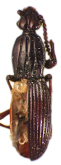 Medisores abditus R.T. & J.R.Bell, 1987