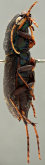 Megacephala (Megacephala) asperata upembana Basilewsky, 1953