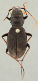 Megacephala (Megacephala) asperata upembana Basilewsky, 1953