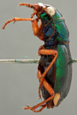 Megacephala (Megacephala) bocandei clermonti W.Horn, 1913