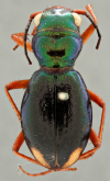 Megacephala (Megacephala) bocandei clermonti W.Horn, 1913