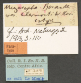 Megacephala (Megacephala) bocandei clermonti W.Horn, 1913