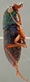 Megacephala (Megacephala) bocandei lemoulti W.Horn, 1912