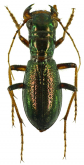 Megacephala (Megacephala) denticollis schultzeorum W.Horn, 1904