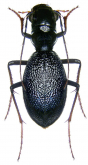 Megacephala (Megacephala) laevicollis mandli Basilewsky, 1966