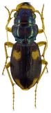 Megacephala (Megacephala) quadrisignata Dejean & Boisduval, 1829