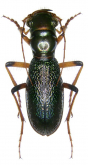 Megacephala (Megacephala) regalis citernii W.Horn, 1912