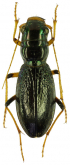 Megacephala (Megacephala) regalis as hauseri W.Horn, 1898