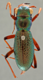 Megacephala (Megacephala) regalis katangana Basilewsky, 1950