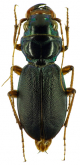 Megacephala (Megacephala) rivalieri Basilewsky, 1966