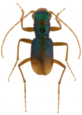 Megacephala (Microtetracha) germaini Chaudoir, 1865