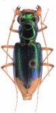 Megacephala (Neotetracha) acutipennis (Dejean, 1825)