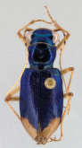 Megacephala (Tetracha) acutipennis (Dejean, 1825)