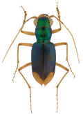 Megacephala (Neotetracha) acutipennis (Dejean, 1825)