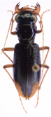 Megacephala (Neotetracha) affinis (Dejean, 1825)