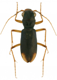Megacephala (Neotetracha) affinis (Dejean, 1825)