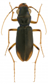 Megacephala (Neotetracha) angustata (Chevrolat, 1841)