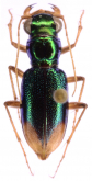 Megacephala (Neotetracha) angusticollis W. Horn, 1896