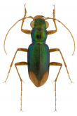 Megacephala (Neotetracha) angusticollis W. Horn, 1896