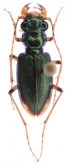 Megacephala (Neotetracha) annuligera Lucas, 1857