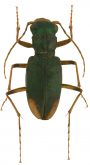 Megacephala (Neotetracha) annuligera Lucas, 1857