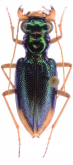 Megacephala (Neotetracha) bilunata bilunata