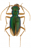 Megacephala (Neotetracha) bilunata bilunata s.str.