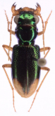Megacephala (Neotetracha) brevis Naviaux, 2007
