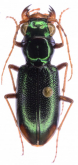 Megacephala (Neotetracha) brevisulcata W.Horn, 1907
