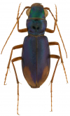 Megacephala (Neotetracha) camposi W. Horn, 1900