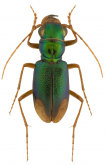 Megacephala (Neotetracha) distinguenda (Dejean, 1831)