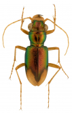 Megacephala (Neotetracha) flammula (W. Horn, 1905)