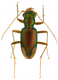 Megacephala (Neotetracha) fulgida (Klug, 1834)