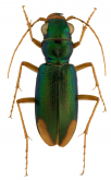 Megacephala (Neotetracha) impressa (Chevrolat, 1841)