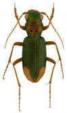 Megacephala (Neotetracha) insignis Chaudoir, 1850
