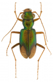 Megacephala (Neotetracha) mellyi Chaudoir, 1850
