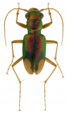 Megacephala (Neotetracha) pilosipennis (Mandl, 1958)