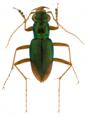 Megacephala (Neotetracha) spinosa (Brulle, 1837)