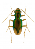 Megacephala (Neotetracha) thomsoniana (W. Horn, 1915)