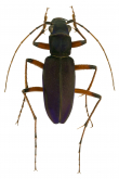 Megacephala (Oblongotetracha) klagesi W. Horn, 1903