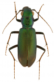 Megacephala (Paratetracha) femoralis femoralis s.str.