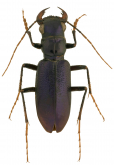 Megacephala (Paratetracha) femoralis rivalieri Naviaux, 2007