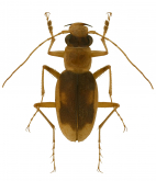 Megacephala (Phaeoxantha) aequinoctialis bifasciata (Brulle, 1837)