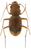 Megacephala (Phaeoxantha) bucephala (W. Horn, 1909)