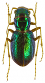Megacephala (Pseudotetracha) blackburni (Fleutiaux, 1895)