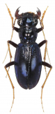 Megacephala (Pseudotetracha) marginicollis Sloane, 1906