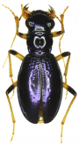 Megacephala (Pseudotetracha) timberensis Häckel & Anichtchenko, 2015