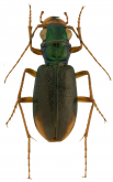 Megacephala (Tetracha) brasiliensis brasiliensis s.str.